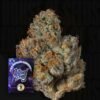 Big Ben Wizard Trees Seeds Kaufen Online Deutschland