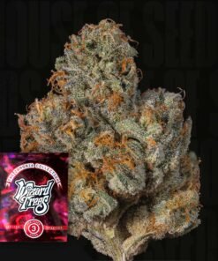 Last Pour Wizard Trees Seeds Kaufen Online