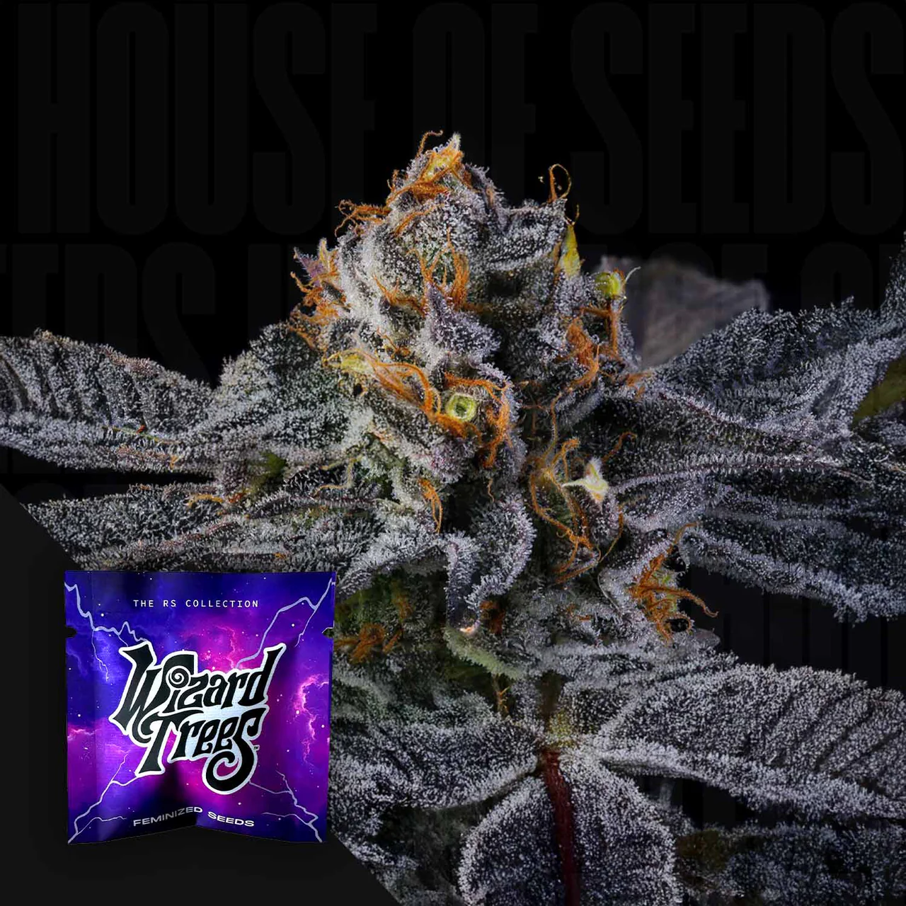 Pep Z Wizard Trees Seeds Kaufen