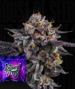 The Keeper Wizard Trees Seeds Kaufen